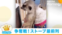 【映像】ミーアキャットvsチワワのストーブ前攻防戦