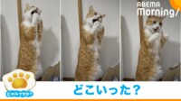 【映像】猫じゃらしで遊ぶ猫が驚愕 3コマ仕立ての“絶望の表情”に「ヤダ可愛すぎる」「信じられニャイ！」と反響