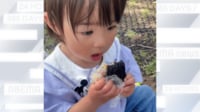 【映像】ダイソー便利グッズで、幼い女の子でも“すんなり”おにぎりを食べる様子