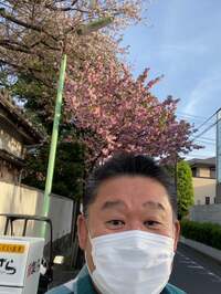 花田虎上『綺麗な桜』