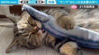 【映像】魚にかじりついたまま眠る猫