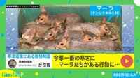 【映像】今季一番の寒さを体感したマーラたち “驚きの方法”で暖を取る姿に反響続々