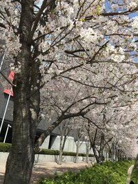 横山だいすけ『春を感じました♪』