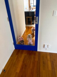 堀ちえみ『愛犬三姉妹さん！スキンシップね♡』