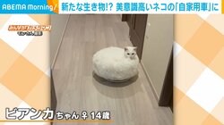 近付いてくる謎の白い生き物…？ 自家用車の上でまんざらでもない様子の白猫に飼い主もほっこり