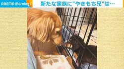 犬が新たな家族にやきもち→“よしよし” 優しくなでる微笑ましい光景に飼い主感動