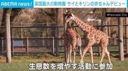 英国の動物園で生後3カ月のサイ＆4カ月のキリン兄妹がデビュー 走り回る姿も