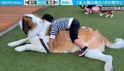 世界最大級の“もふもふ”を堪能する男の子に羨望のまなざし 超大型犬との触れ合いに「心が和みます」