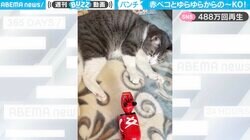 “ゆらゆら”赤べこの動きとシンクロする猫 可愛いと思いきや予想外の結末にネット爆笑「ブフォって噴いちゃった」