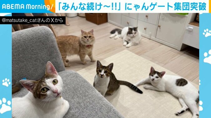甘えん坊な猫たち