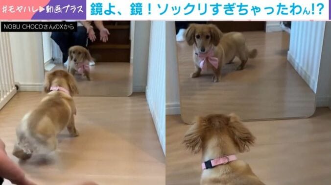 鏡に映る“謎の相手”に困惑!?