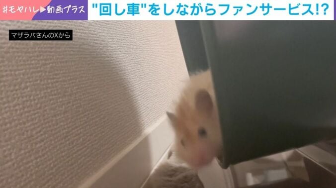 キミマロくん