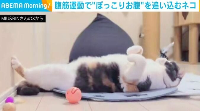 ブリティッシュショートヘアのみゅーちゃん