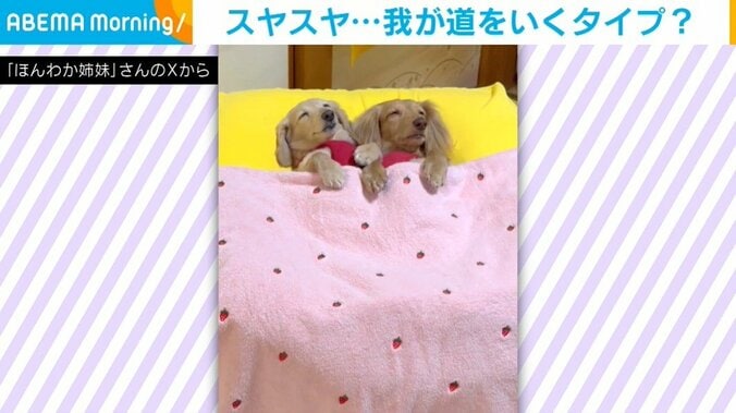 カニンヘンダックスフンドの來優ちゃん（10歳）とミニチュアダックスフンドの麗來ちゃん（7歳）