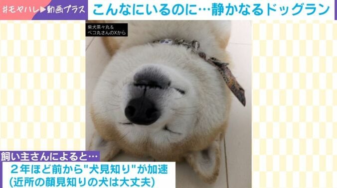 柴犬の茶々丸くん