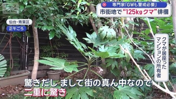 クマが居座っていた現場