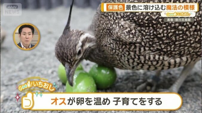 オスが卵を温め、子育てをする