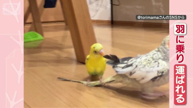 羽に乗り、運ばれる