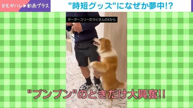 ボーダーコリーのラピちゃん