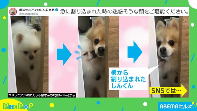 急な“割り込み”に遭い迷惑そうな表情のポメラニアンに「かわいい♡♡癒される〜」 「兄弟姉妹でもこういう場面時々ありますよね」と反響 1枚目