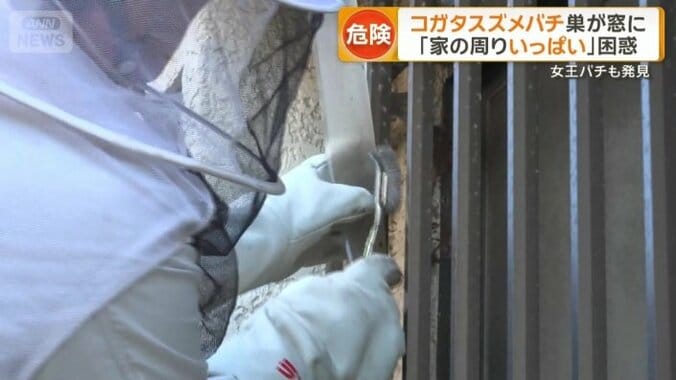壁に残った巣をそぎ落とす