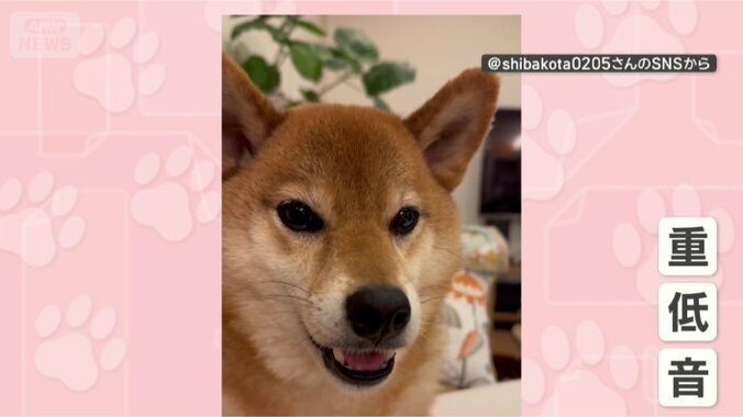 わかってほしいワン