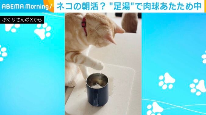 猫のポッケくん