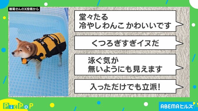 柴犬の雛菊ちゃん