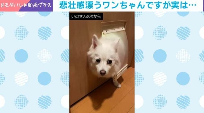 日本スピッツのスノちゃん