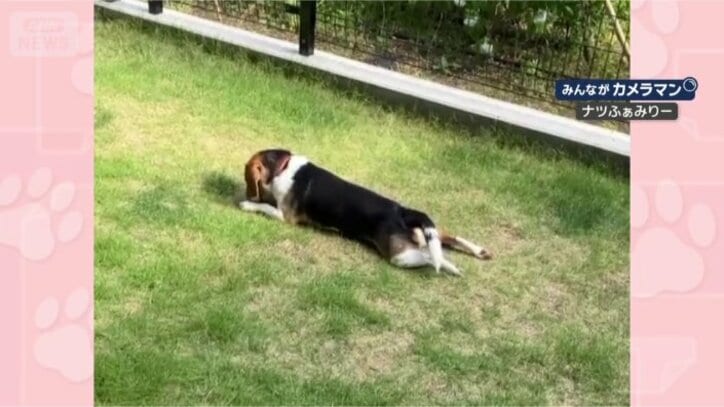 芝生の上はいい気持ち