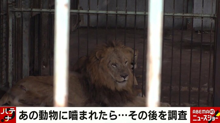 ライオンに顔を噛まれた男性「ボキボキと折れる音が…もうダメかと」 瀕死の出来事の末に母子が得た気づきと幸せ