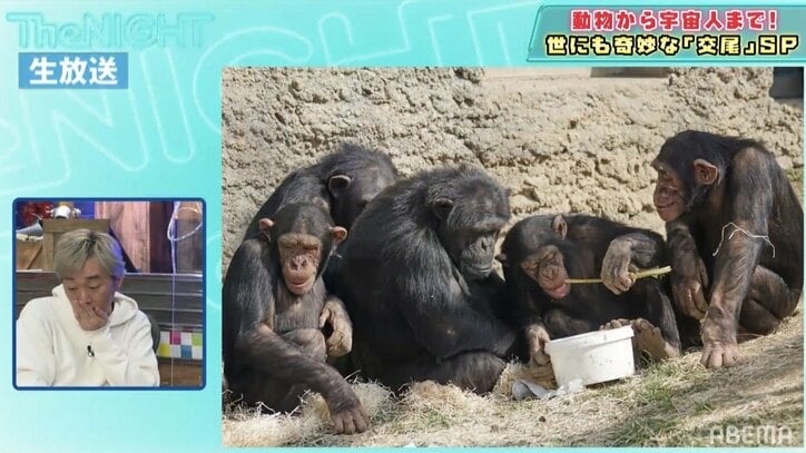 交尾をするために相手の子どもを食べる 怖すぎるチンパンジーの生態 バラエティ Abema Times