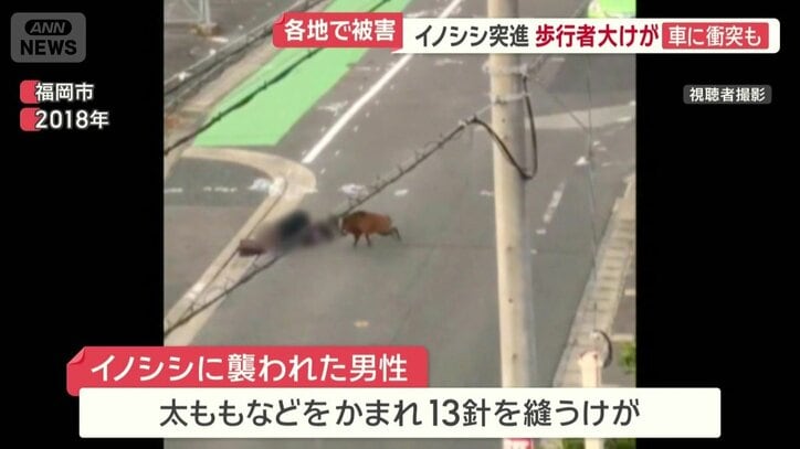 イノシシに襲われた男性