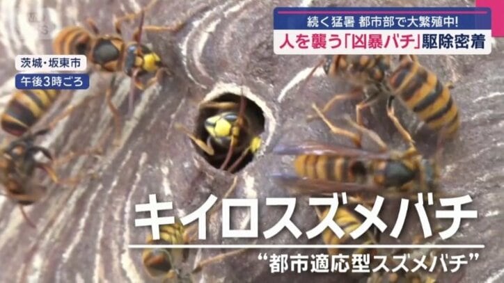 「都市適応型スズメバチ