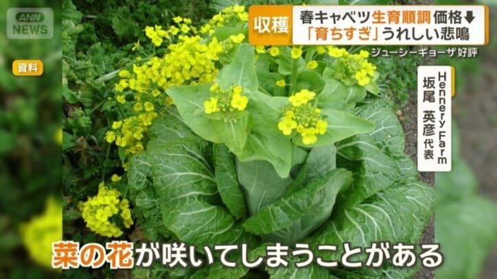 育ちすぎの心配も