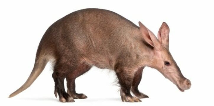 アンタッチャブル柴田、温暖化に警鐘 「ライオンのタテガミが無くなっている」