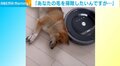 柴犬vsお掃除ロボ！“絶対に負けられない闘い”勃発 ふてぶてしい態度に飼い主も笑顔