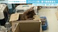 イヌやネコをめぐり何が起きている？販売業者への“数値規制”で行き場を失う懸念も