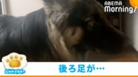 【映像】シェパードの“クセ強”な威嚇姿