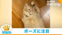【映像】猫の洗練された“アピール”に飼い主も感心