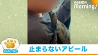 【映像】亀が飼い主めがけて猛ダッシュ