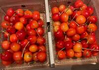 假屋崎省吾『初モノ、縁起がいいねっ、さくらんぼ‼️』