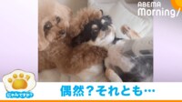 【映像】チワワのトリミングを手伝うトイプードル