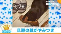 【映像】臭いがたまらないニャ...夫の靴に“顔を埋めるネコ”