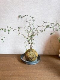 堀ちえみ『俺たちには分からない想いがあるんだよ』