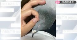 鳩ってこんなに甘えるの！？ 元伝書鳩と飼い主の関係が両想いすぎて尊い… 鳴き声も表情もかわいすぎる動画が話題に