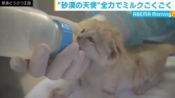 全力でミルクを飲む“砂漠の天使”スナネコの赤ちゃん 予定より1日遅れの公開