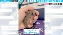 生後8日の子猿が破壊力抜群の愛おしさ 手のひらサイズの“天使”に反響続々