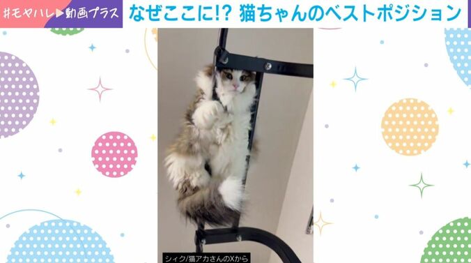 ノルウェージャンフォレストキャットのシィクくん（6歳）