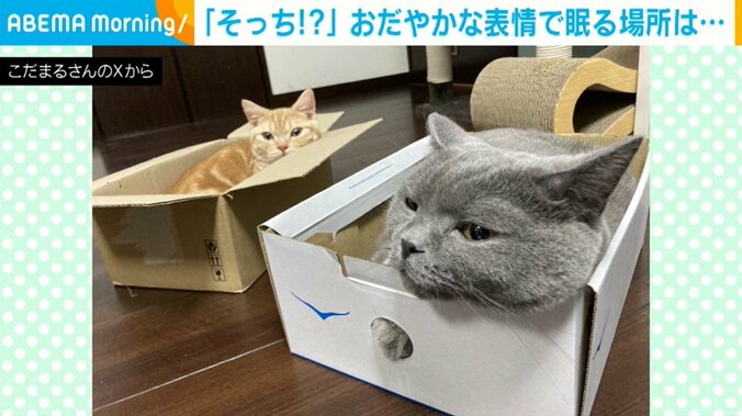 箱に入るこだまくん